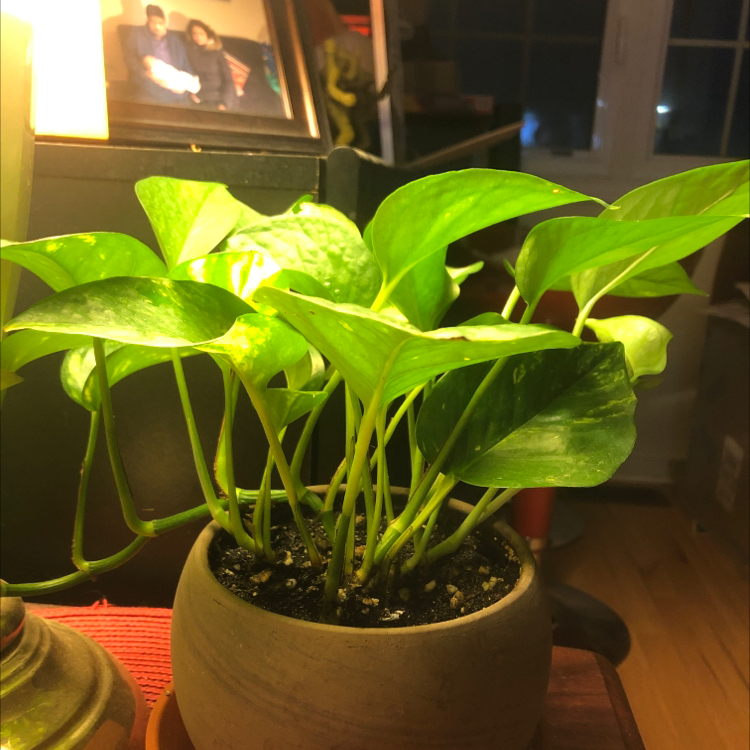 Taro Vine plant photo by Nerjis named Money Plant (For Mom) on Greg, the plant care app.