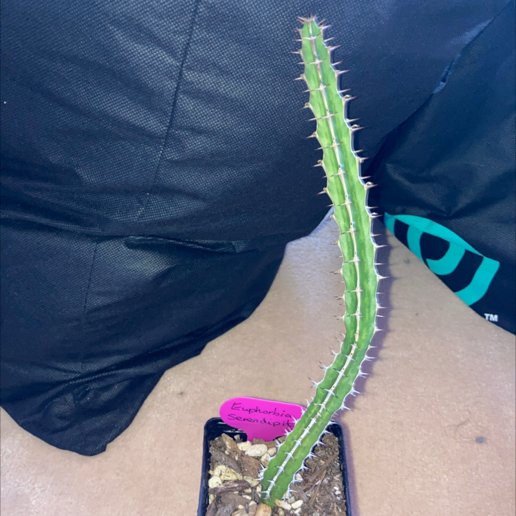 Photo of the plant species Euphorbia seredipita by Imogen named Therdore on Greg, the plant care app