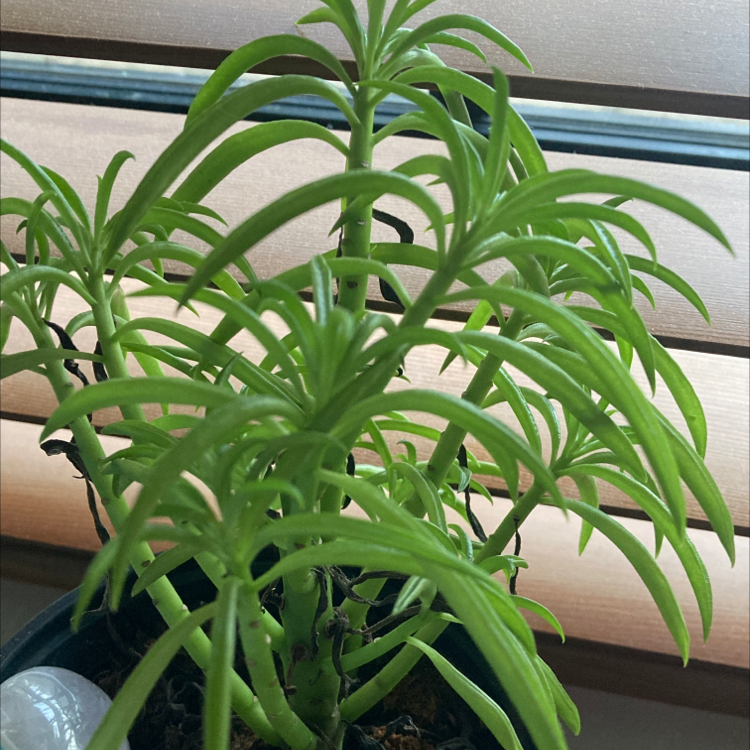 Pincushion Peperomia plant photo by Imogen named Your plant on Greg, the plant care app.