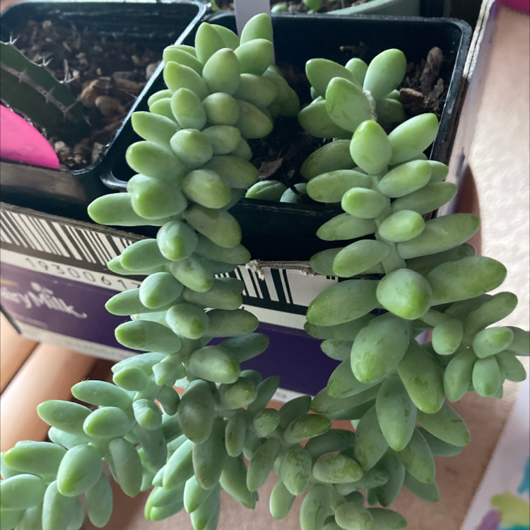 Burro's Tail plant photo by Imogen named Winston on Greg, the plant care app.