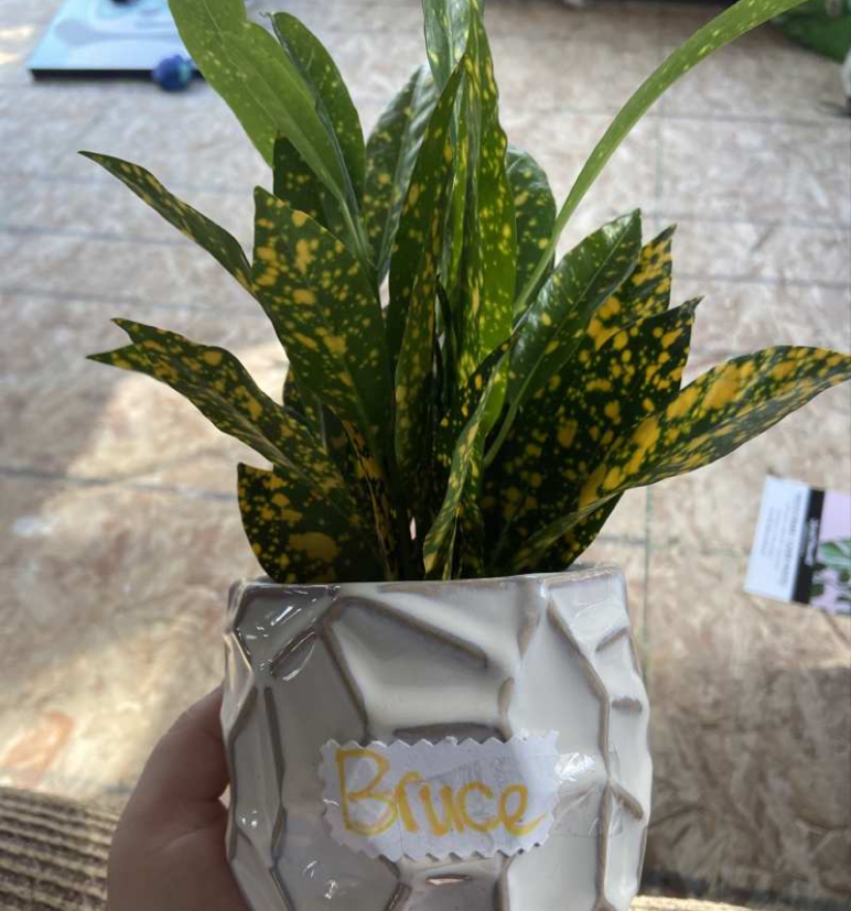 Gold Dust Croton plant photo by @M_nichols33 named Bruce on Greg, the plant care app.