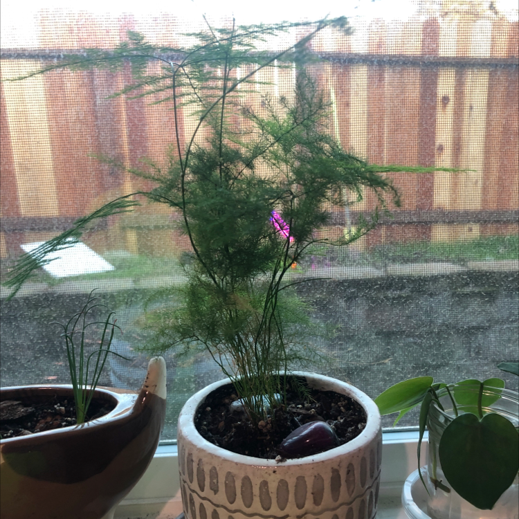A healthy potted Asparagus Fern with lush green foliage and a small purple flower, sitting on a windowsill.