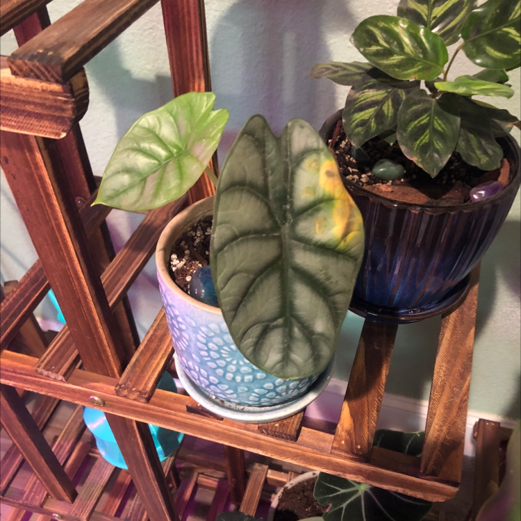 Silver Dragon plant with yellowing leaf in a small pot on a wooden shelf.