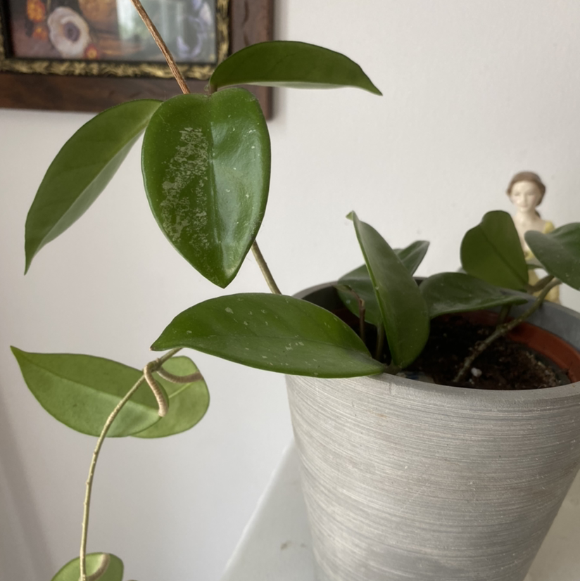 Photo of the plant species Waxplant by @enbysprout named Blu on Greg, the plant care app