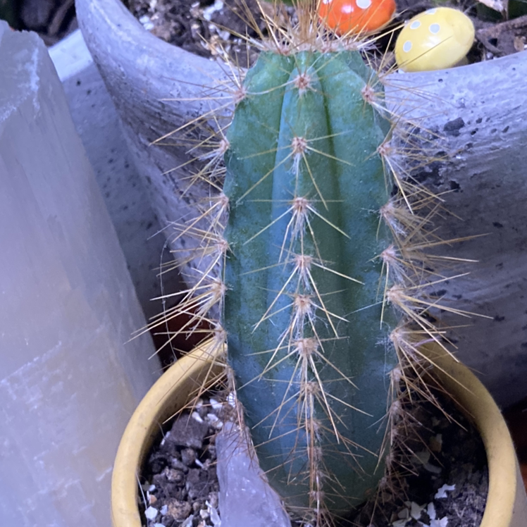 Photo of the plant species Lady of the Night Cactus by Traci named Austen on Greg, the plant care app