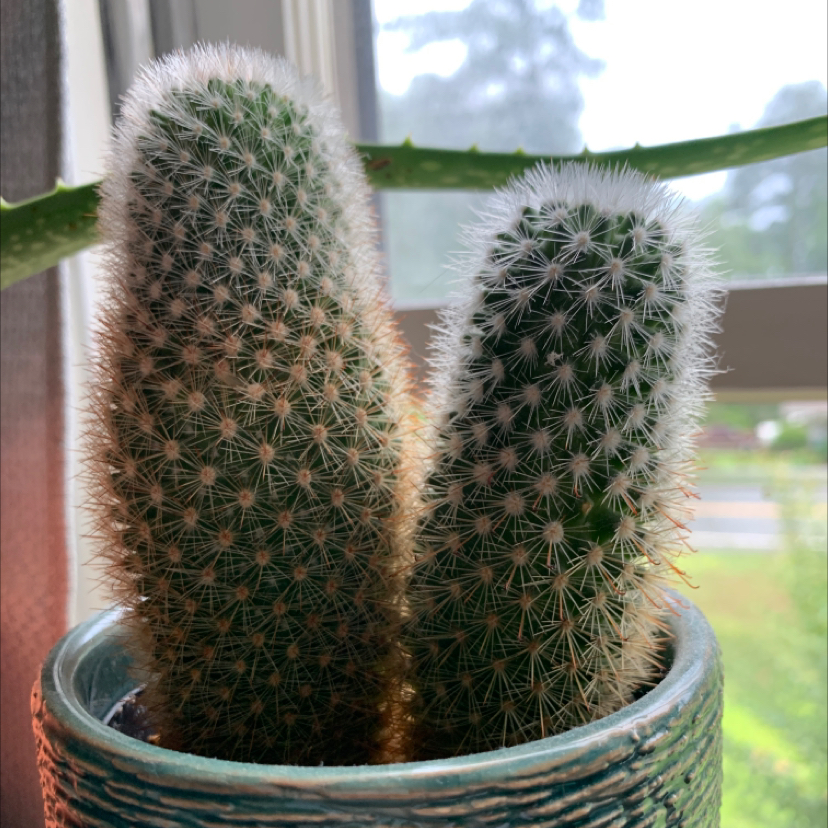 Mammillaria Formosa cactus in a pot, healthy with no visible issues.