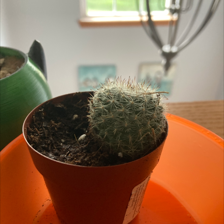 Lady Finger Cactus plant photo by Drake named Kendall on Greg, the plant care app.
