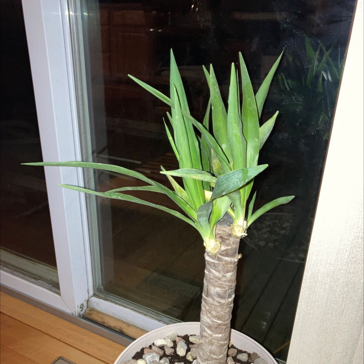 Blue-Stem Yucca plant photo by Drake named Rick on Greg, the plant care app.