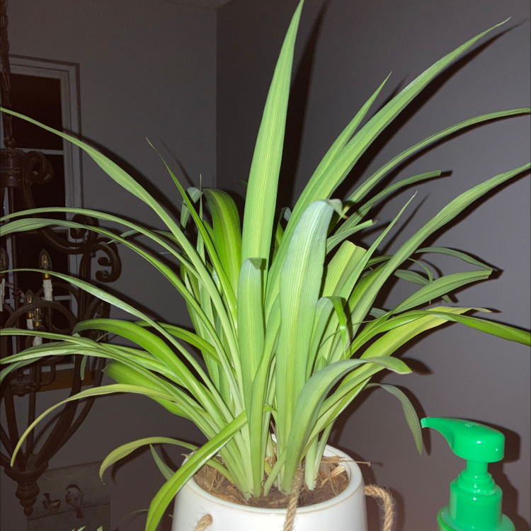 Spider Plant plant photo by Drake named Franklin and hairy on Greg, the plant care app.