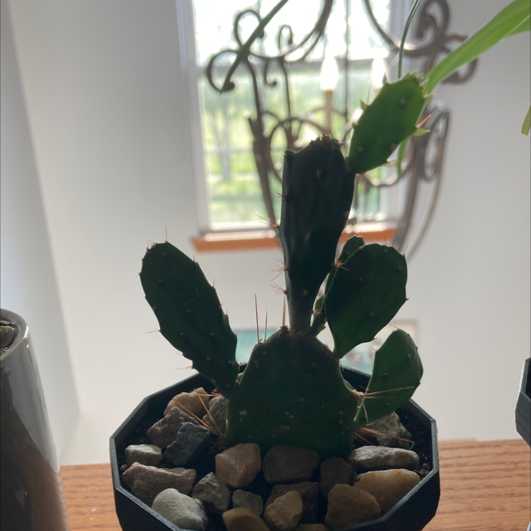 Brazilian Pricklypear plant photo by Drake named Gobi on Greg, the plant care app.