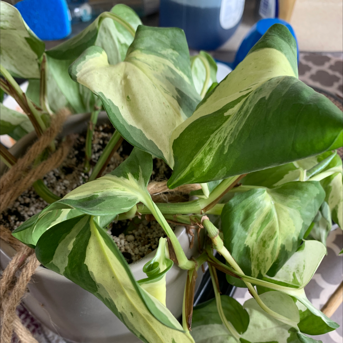 Pothos N' Joy plant with variegated leaves in a pot, soil visible.
