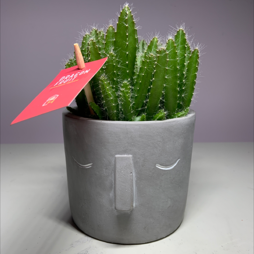 Dragonfruit plant photo by @kylies26 named Sir Fluffington on Greg, the plant care app.