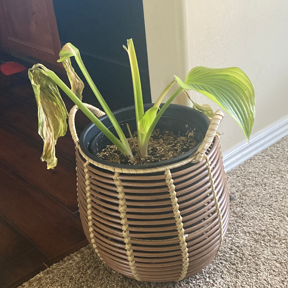 Photo of the plant species Hosta 'Satisfaction' by @Eunisehilt named Dolores on Greg, the plant care app