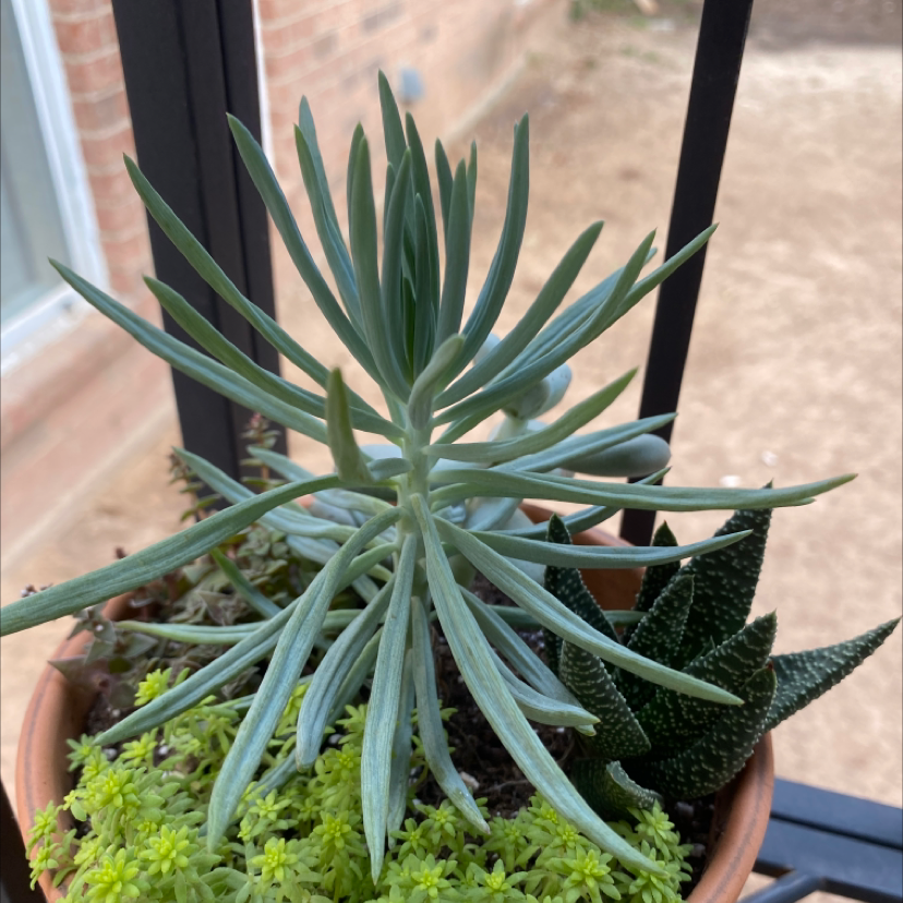 Potted Narrow-Leaf Chalk Sticks plant with healthy blue-green leaves, visible soil, and other plants.