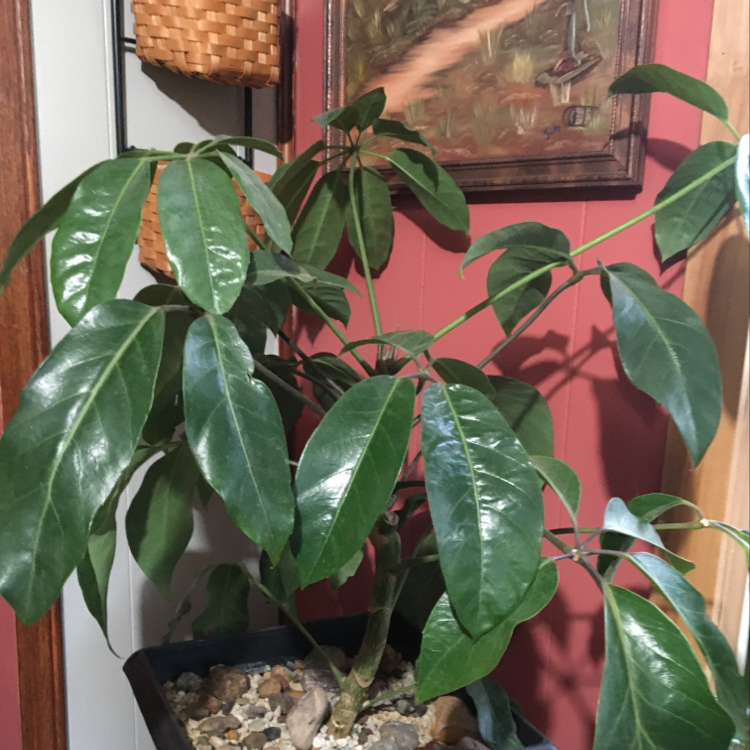 Umbrella Tree plant photo by Dona named Octavia on Greg, the plant care app.