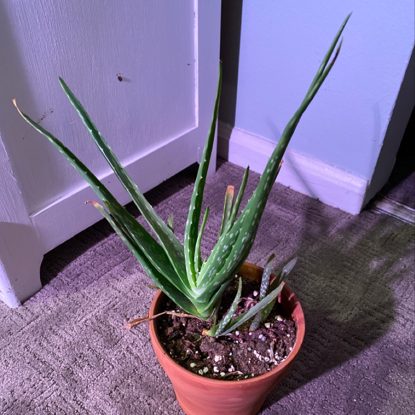 Yearround Light Requirements For My Aloe Vera