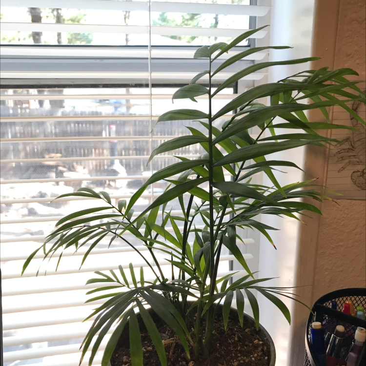 A healthy, thriving Parlour Palm with lush green foliage in a pot on a windowsill.