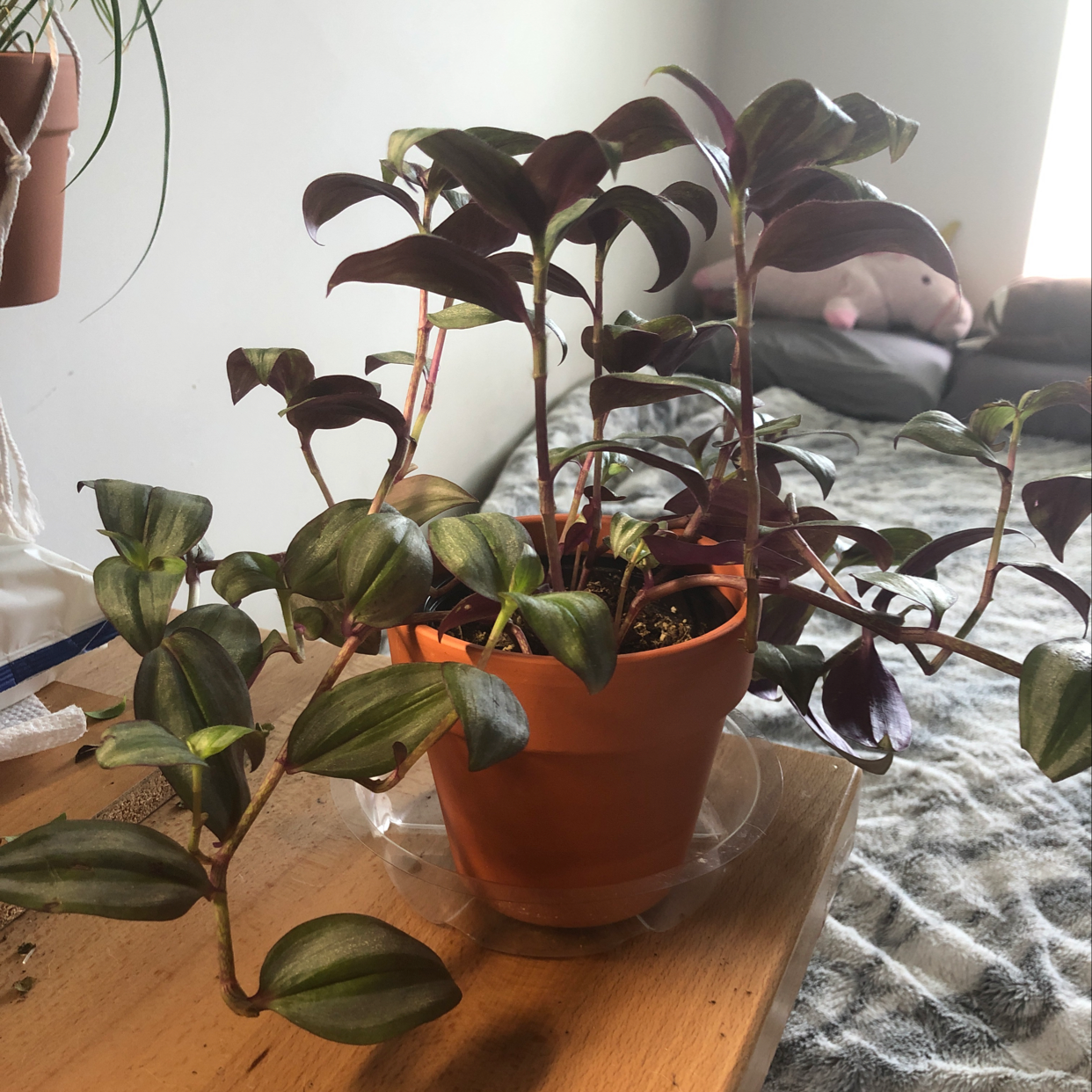 Healthy, thriving Tradescantia zebrina plant in a terra cotta pot, with long trailing vines and vibrant purple and green striped leaves.
