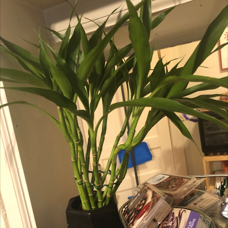Plant care for Largetillandsia on Greg, the plant care app