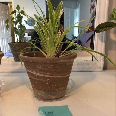 Photo of the plant species San Paulo Pothos by Jordan named Anansi on Greg, the plant care app