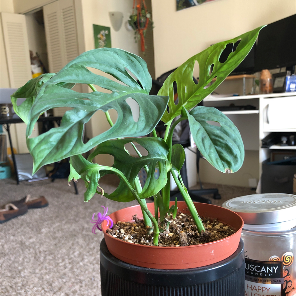 Healthy Monstera deliciosa plant with large green split leaves in a terracotta pot, soil visible.