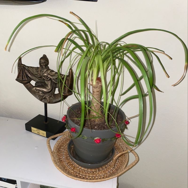 A healthy ponytail palm plant with long, draping green leaves, potted in a gray ceramic pot with a woven basket underneath.