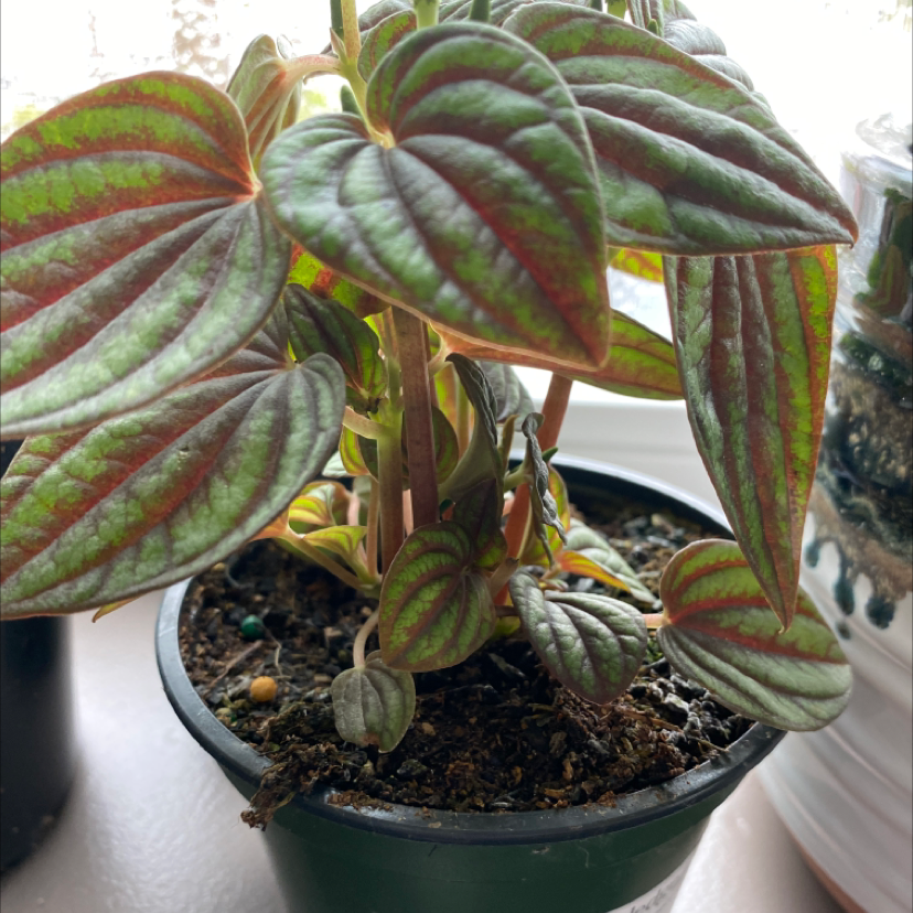 Healthy Emerald Ripple Peperomia plant in a pot with vibrant leaves.