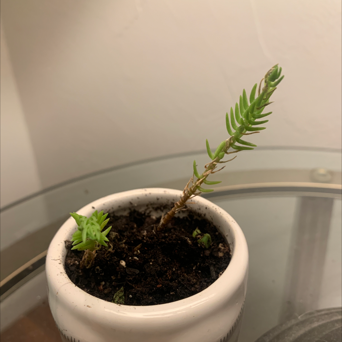 Jenny's Stonecrop plant in a white pot with visible soil and a tall stem.