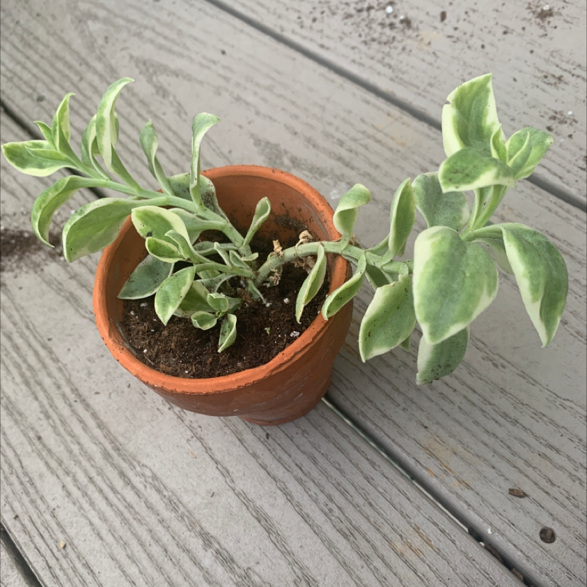Baby Sun Rose plant in a terracotta pot with variegated green and white leaves.