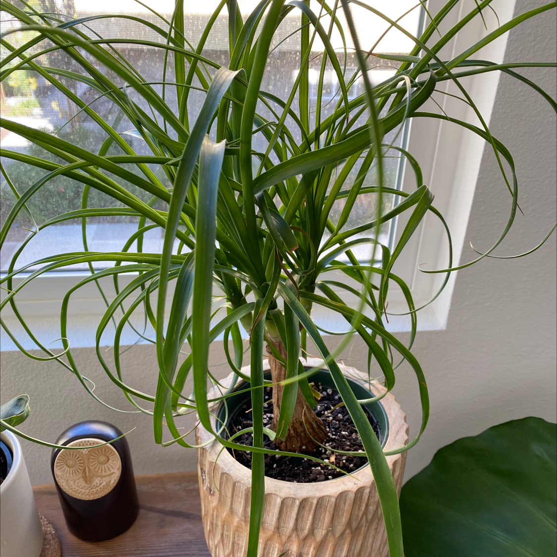 Healthy ponytail palm with long arching green leaves, potted in light planter, indoors near window.