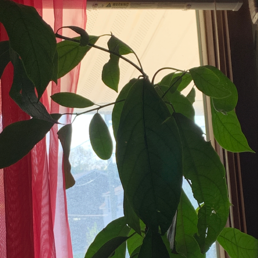 Image of a healthy indoor avocado plant with large green leaves, shot against a pink curtain background.