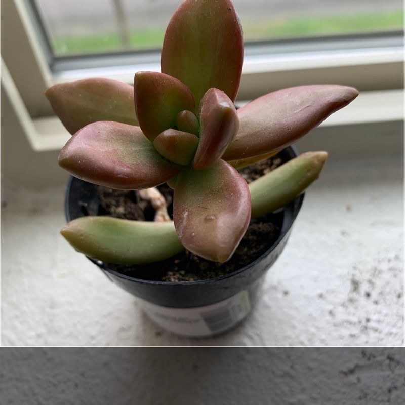 Photo of the plant species Dancing lady by Janet named Rodolfo on Greg, the plant care app