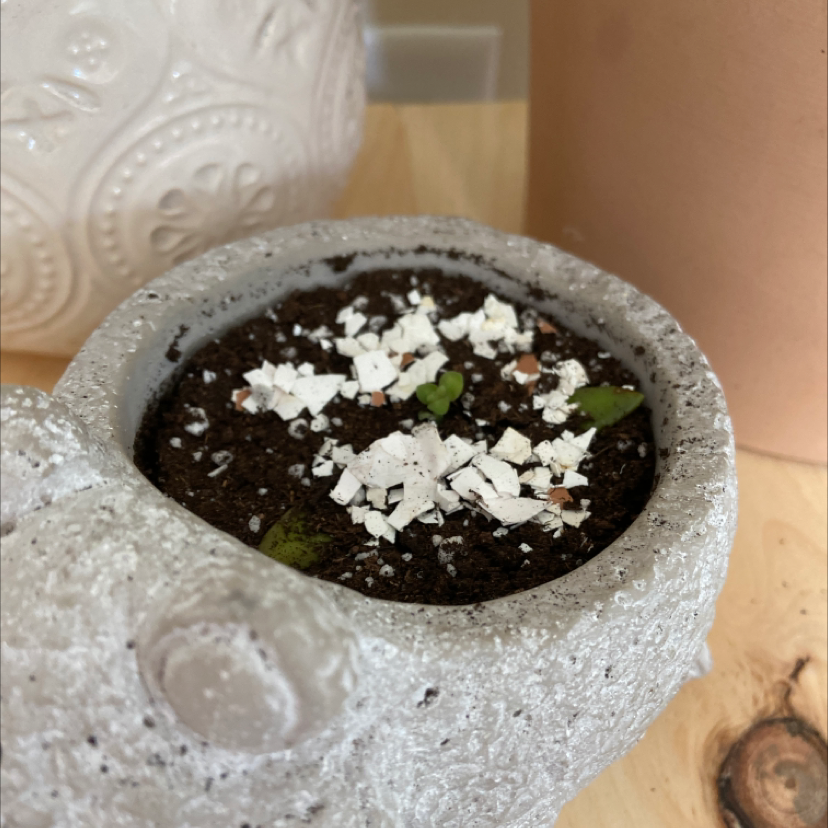 Potted Sweet Alyssum plant with abundant small white flowers nearly covering the soil surface in a stone pot.