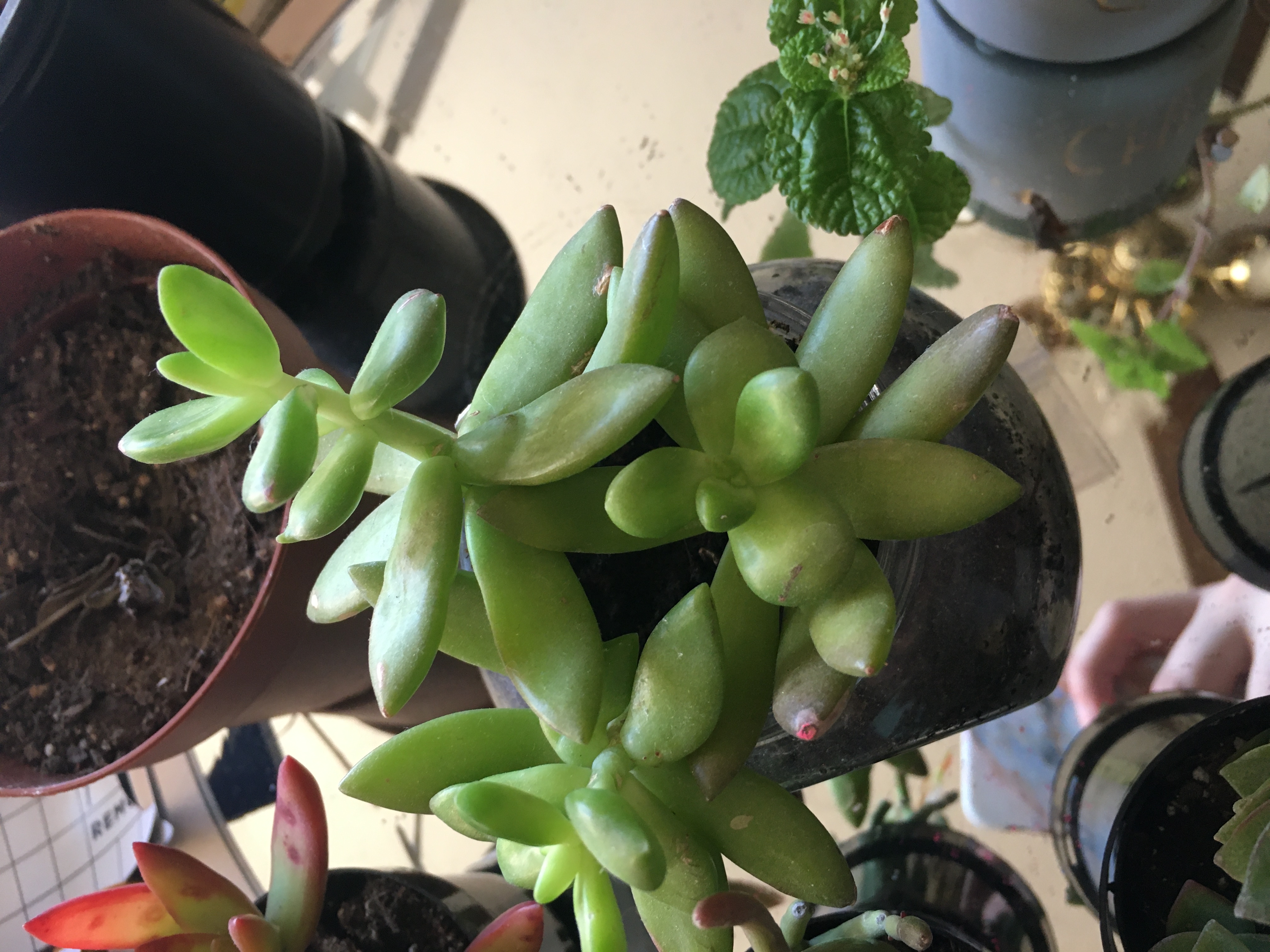 Jenny's Stonecrop succulent plant with thick, fleshy leaves. Soil and multiple plants visible.