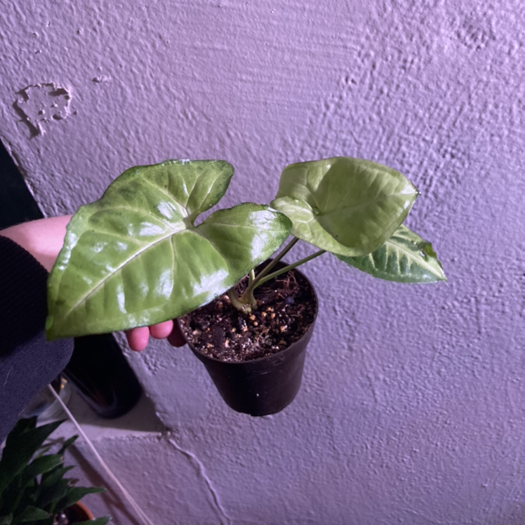 A hand holding a small arrowhead plant with two heart-shaped variegated leaves in a black plastic nursery pot against a purple background.