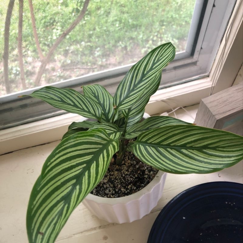 Calathea Vittata plant in a white pot on a windowsill with green and white striped leaves.