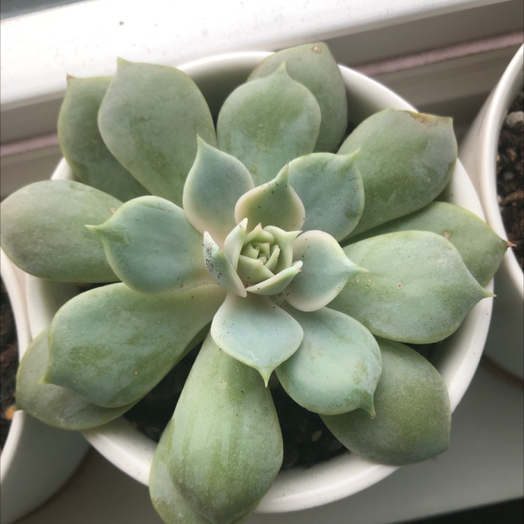 Healthy Pearl Echeveria succulent in a white pot with visible soil.