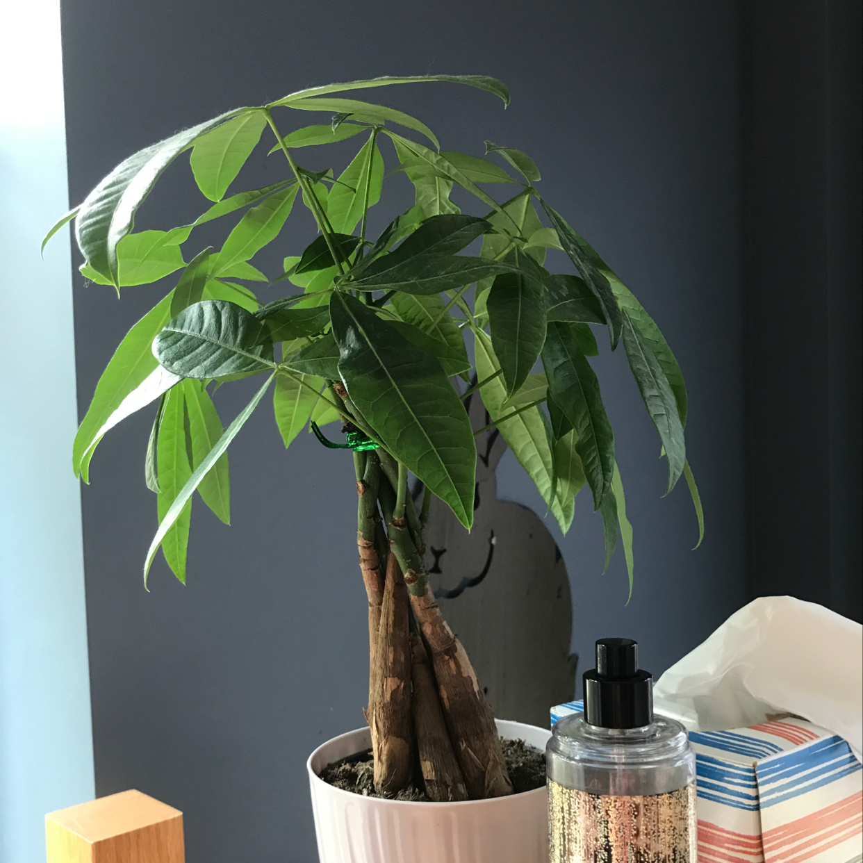 Money Tree Is Mildly Toxic To Cats 🐈