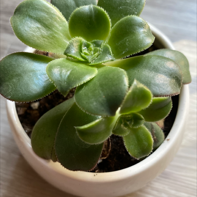 Tree Aeonium succulent plant in a small white pot with healthy green leaves.