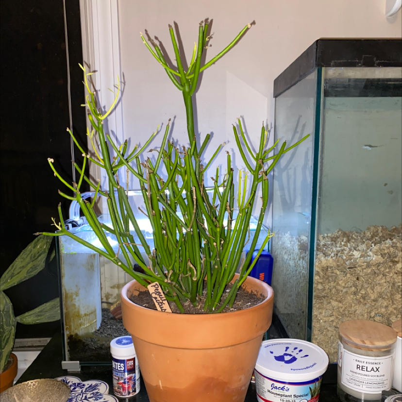 Pencil Cactus (Euphorbia tirucalli) in a terracotta pot, healthy green stems, no visible issues.