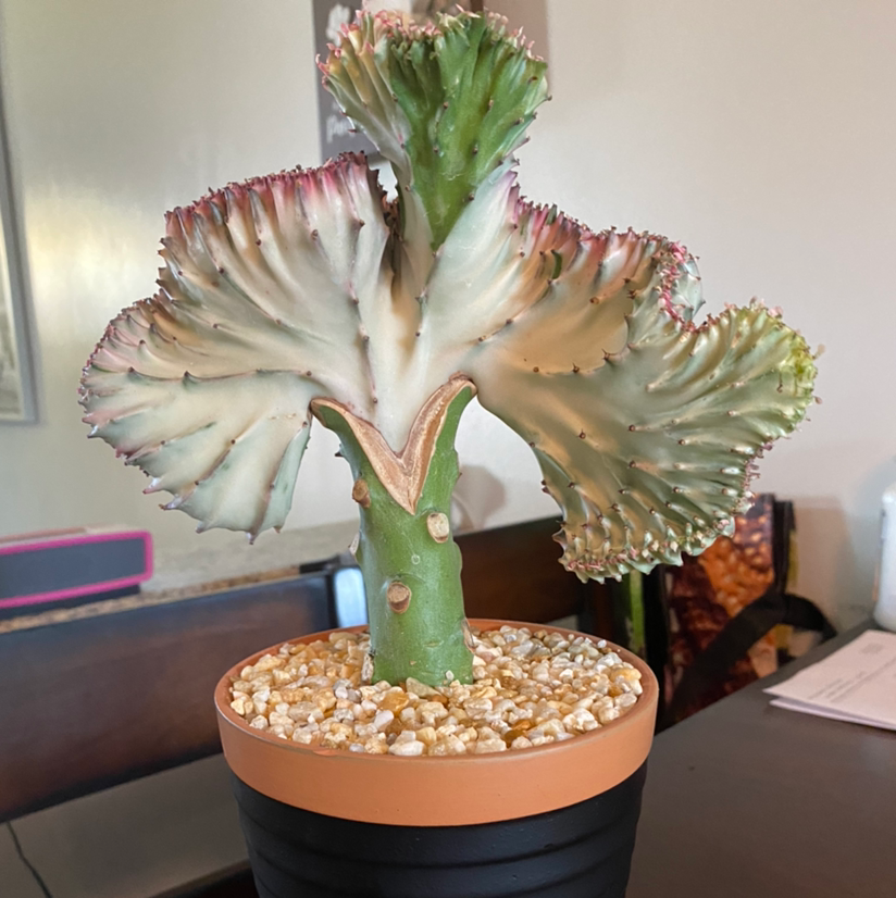 Light Requirements For My Coral Cactus