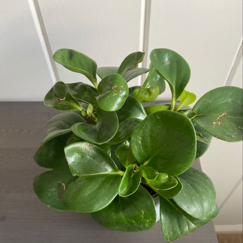 Plant care for Variegated Prickly Pear Cactus on Greg, the plant care app