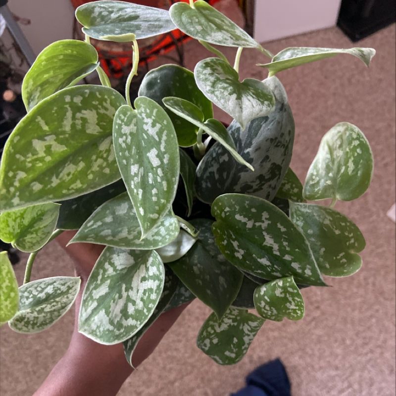 Hand holding a healthy, shiny green and silver Satin Pothos plant with trailing stems and cupped leaves.