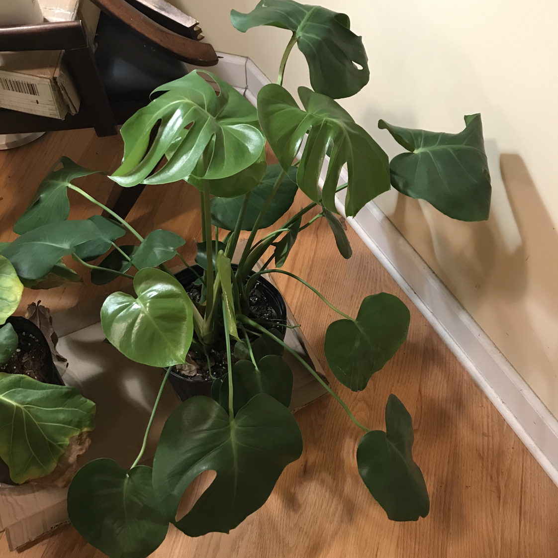 Healthy, thriving Monstera deliciosa plant with large, glossy, green leaves featuring characteristic holes and splits.