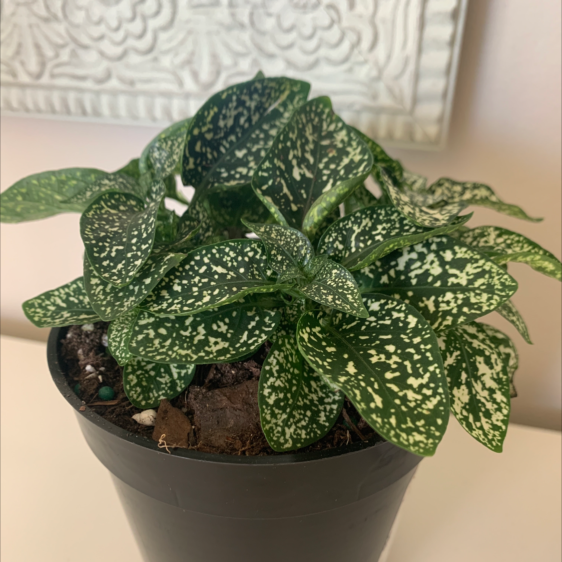 Healthy Gold Dust Dracaena plant with vibrant green leaves covered in gold speckles, in a dark planter.