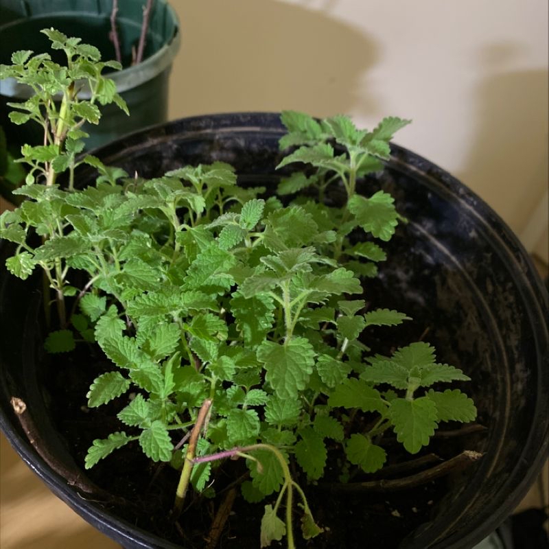A healthy potted Catnip plant with vibrant green leaves and visible soil.