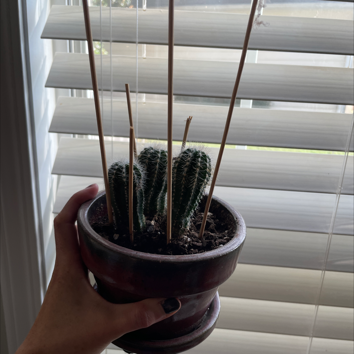 Potted Blue Columnar Cactus with support stakes, held by a hand.