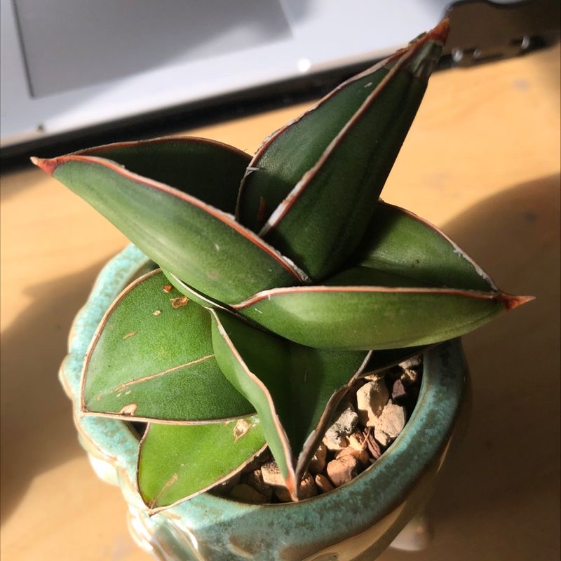 Close-up of a healthy 'Tineke' rubber plant with glossy green and red leaves in a teal ceramic pot.