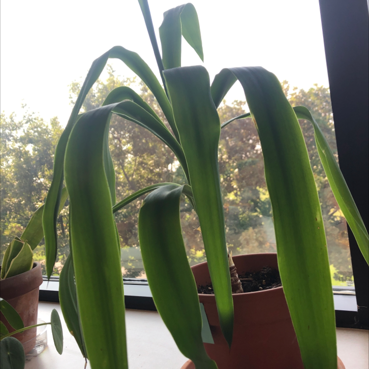 Potted Bush Lily plant with long green leaves near a window.