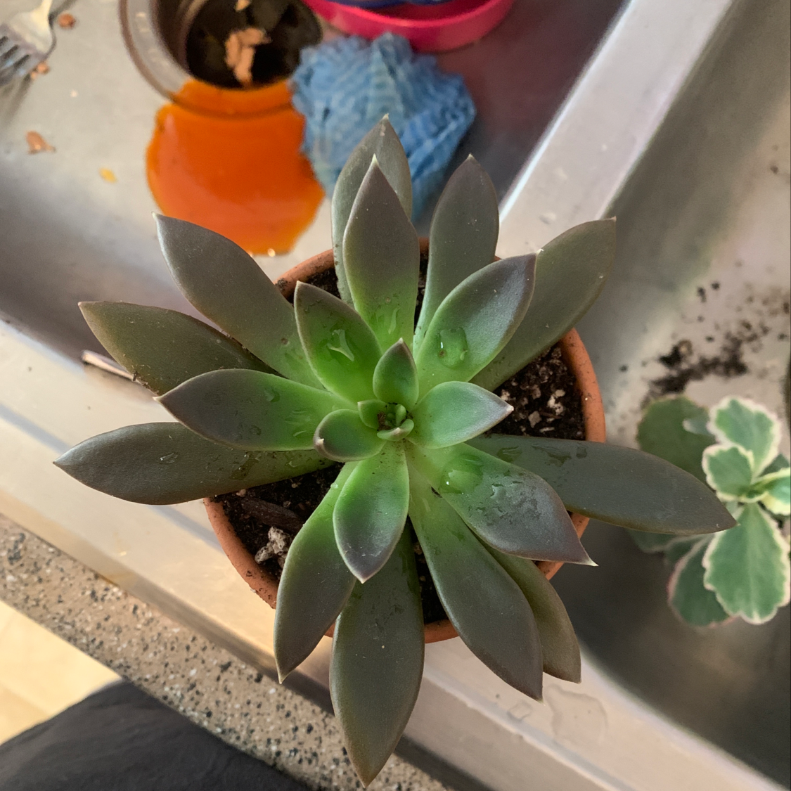 Top view of a healthy Ghost Plant succulent in a small pot.